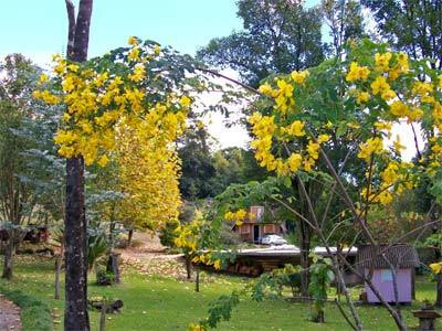 Chale Dos Platanos Hotel Gramado Eksteriør billede